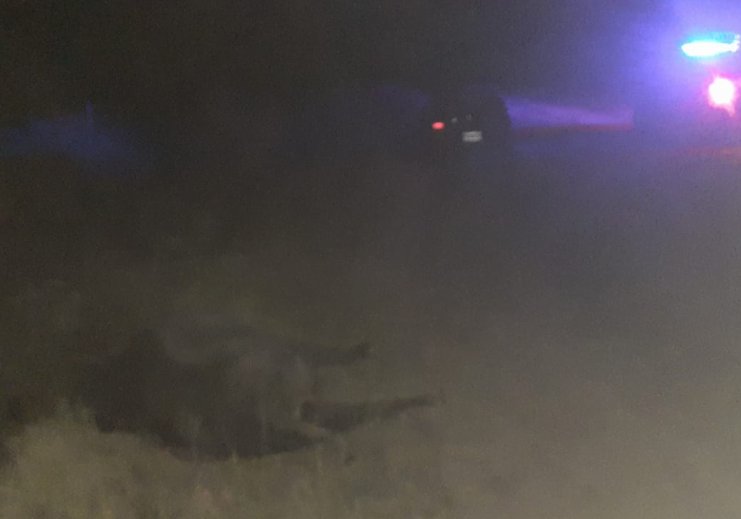 Un automovilista chocó un vacuno en zona rural de La Rubia