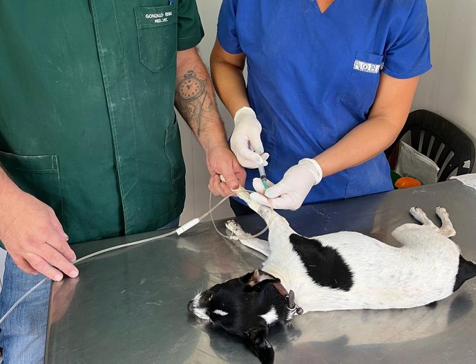 Nueva jornada de castraciones en Suardi