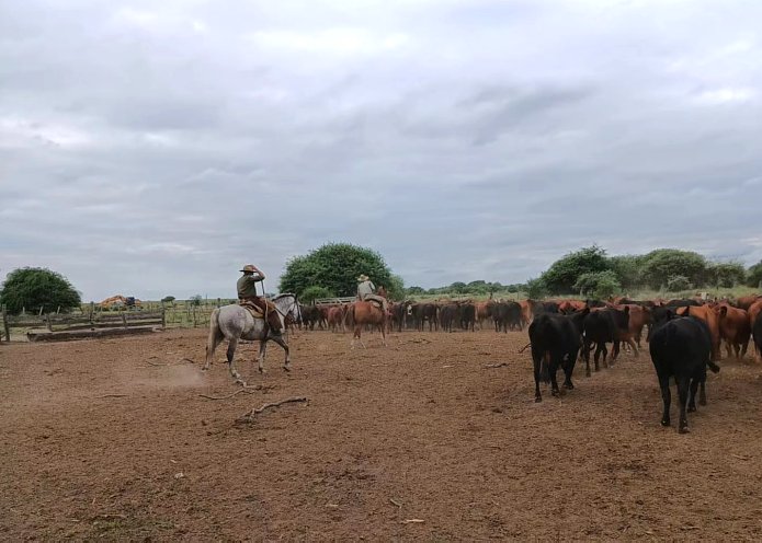 Los Pumas investigaron denuncia por el faltante de vacunos en Huanqueros
