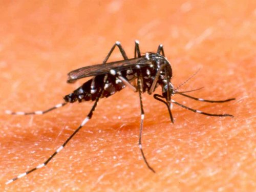 Otros dos nuevos casos de dengue en Sunchales