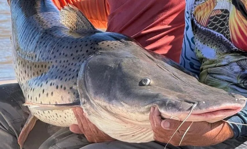 Santa Fe establece la veda para la pesca del surubí