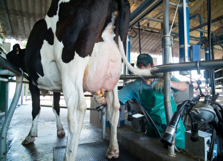 La producción de leche en Argentina fue récord en el 2025