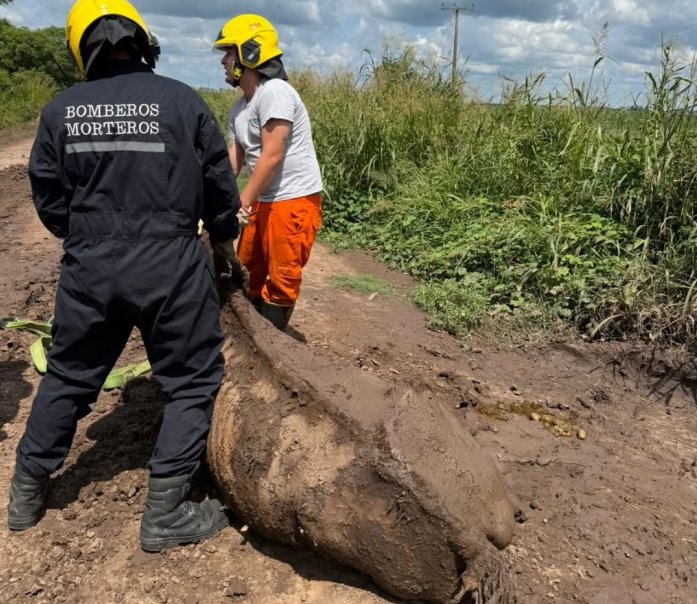 Bomberos de Morteros intervinieron en un caso de maltrato animal