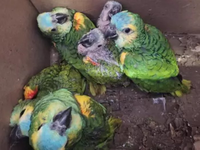 Decomisan más de 500 animales silvestres y los trasladan al Centro “La Esmeralda”