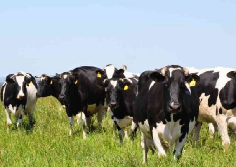 Faenaron cuatro vaquillonas en Humberto Primo