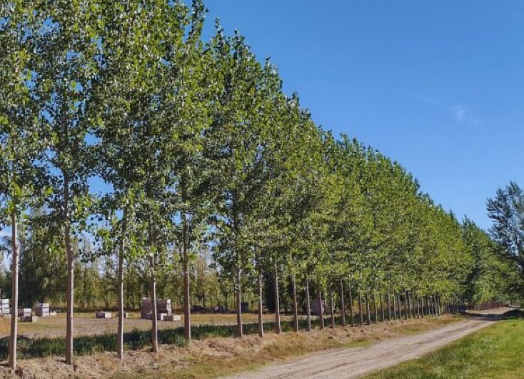 Impulsan en Santa Fe un régimen provincial de cortinas arbóreas para fortalecer el cuidado ambiental