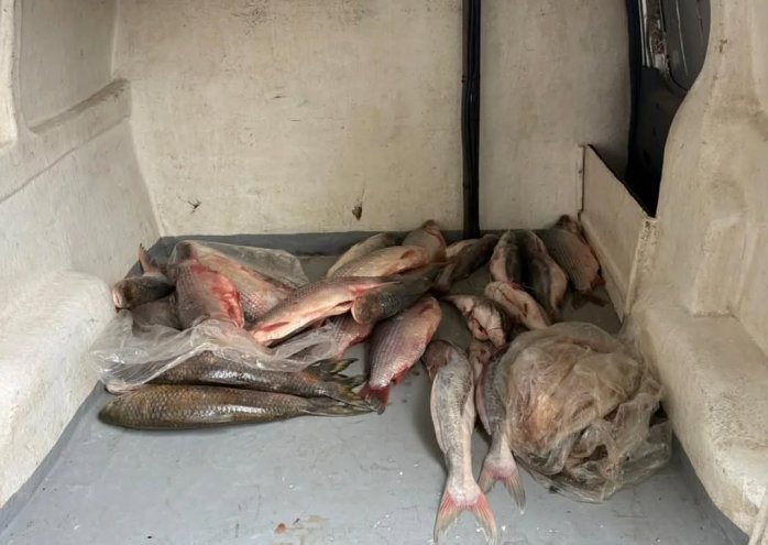 Decomisaron una importante cantidad de pescados en San Guillermo
