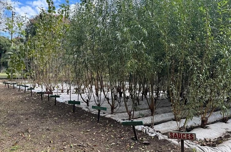 Suardi recibirá $10 millones para forestación y cuidado ambiental