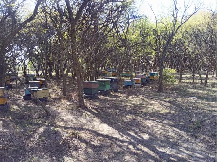 San Guillermo: A un apicultor le robaron las 45 colmenas y pide colaboración para recuperarlas