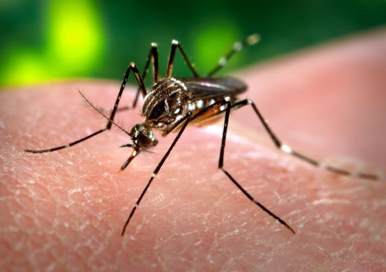 Confirmaron tres casos de dengue en Morteros