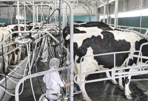Las entidades lecheras dieron un ultimátun al gobierno y a las industrias