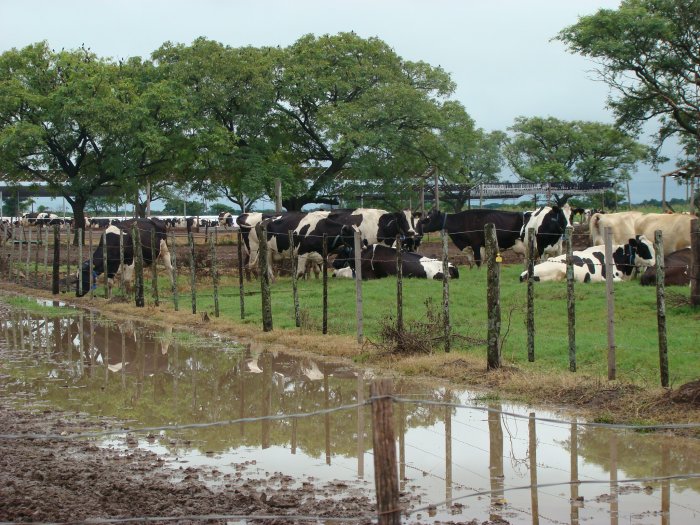 Realizan relevamientos de tambos del Departamento Castellanos
