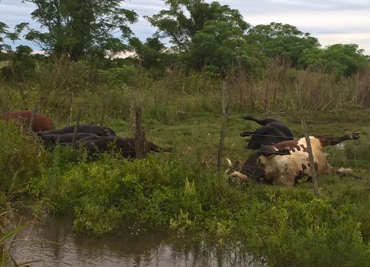 Un rayo mató a seis novillos en un campo de Moisés Ville