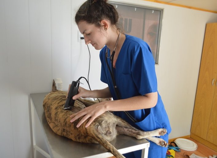 Suardi: Exitosa jornada de esterilización de perros y gatos
