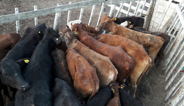 Investigan el robo de 38 vacunos en la zona de Soledad