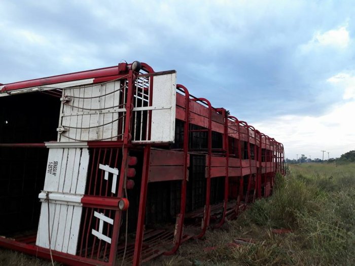 La Para: Volcó un camión que transportaba vacunos