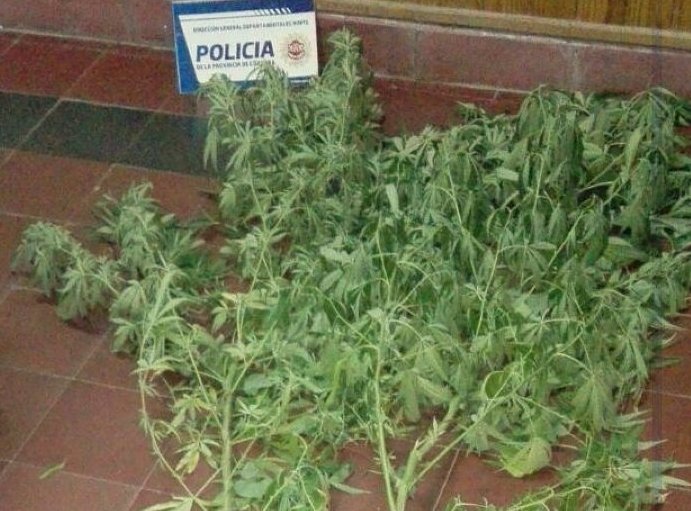 Balnearia: En un allanamiento encuentran planta de marihuana