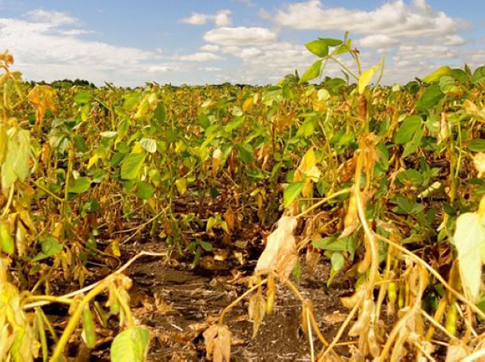 Nación declaró la emergencia agropecuaria por sequía
