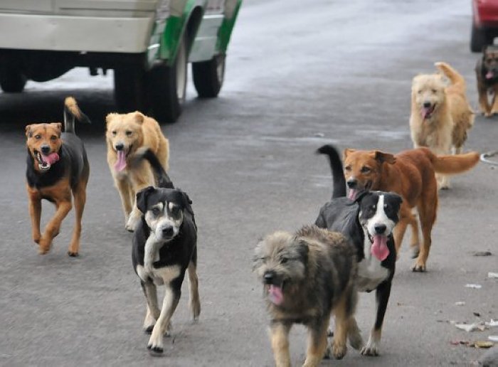 Suardi: El municipio anunció que retirará a perros de las calles